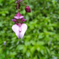 Impatiens ciliifolia subsp. ciliifolia